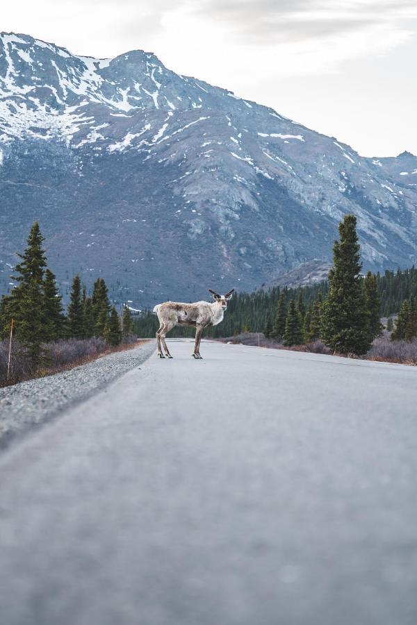 Denali Wild Stay - Moose Cabin, Free Wifi, 2 Private Bedrooms, Sleep 6 Healy Exteriér fotografie