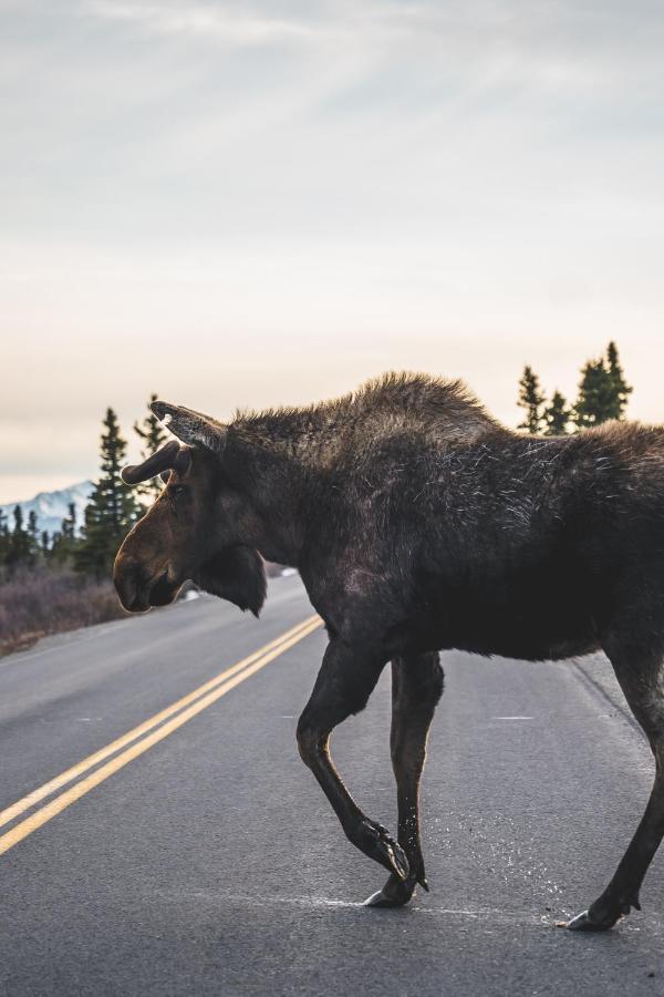 Denali Wild Stay - Moose Cabin, Free Wifi, 2 Private Bedrooms, Sleep 6 Healy Exteriér fotografie